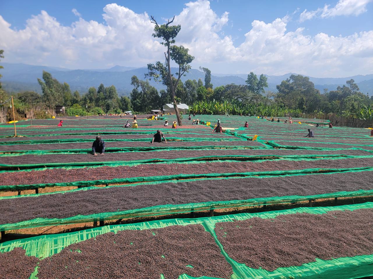 Sidama Excellence Award for Sustainable Coffee Production