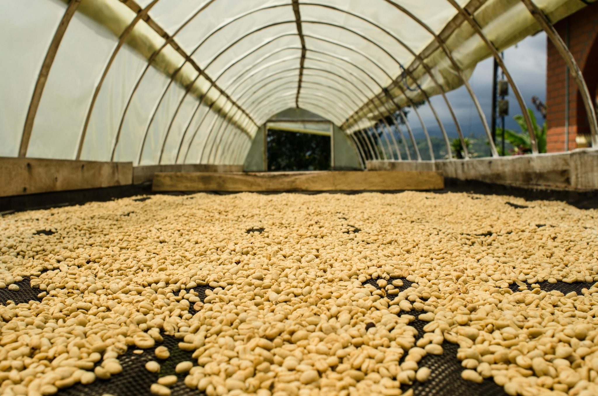 Taste Ethiopia’s Best!