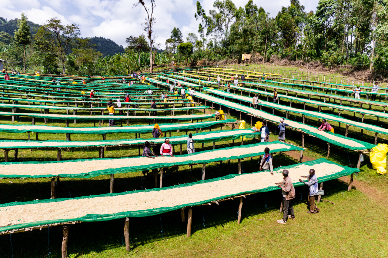 Understanding Coffee Grading: What Makes Quality Coffee?