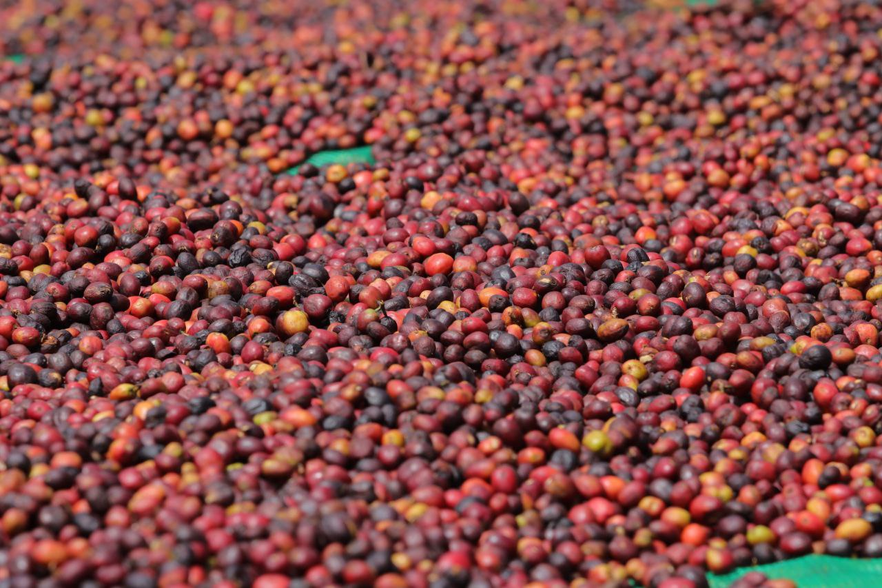 Understanding Coffee Grading: What Makes Quality Coffee?