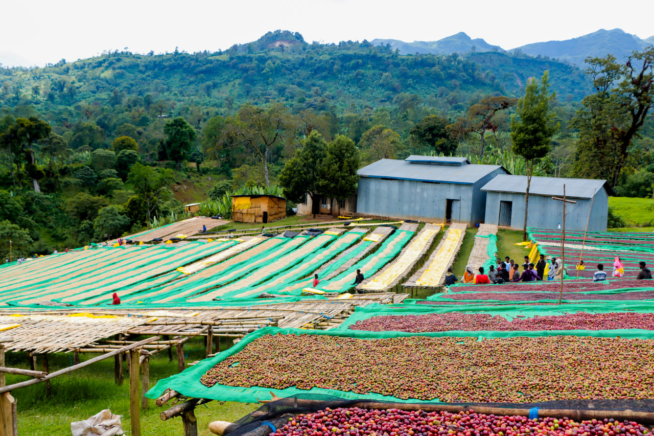 High-Altitude Grown (2,100–2,625m)