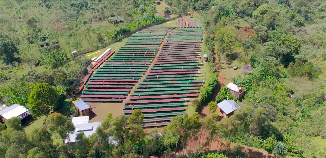 Single-Origin, Organic Ethiopian Arabica